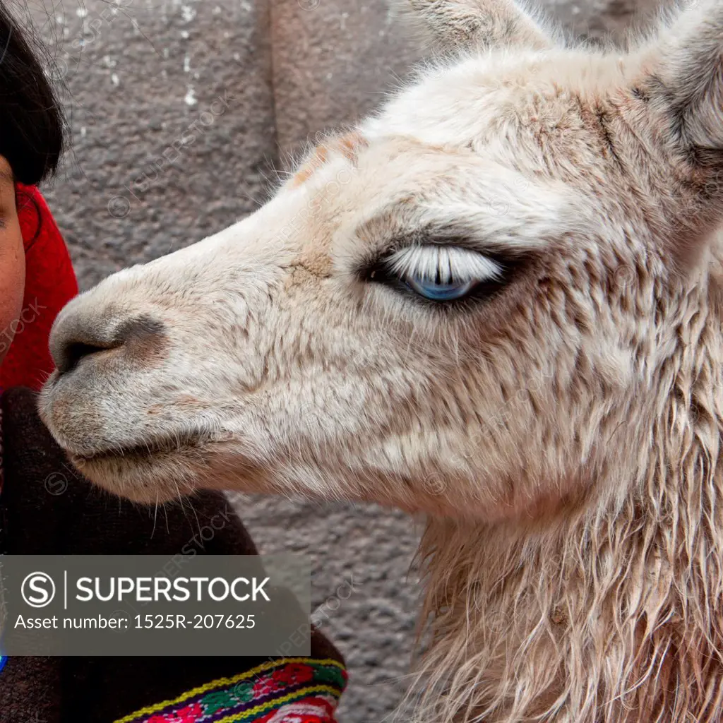 Close-up of llama (Lama glama), Cuzco, Peru