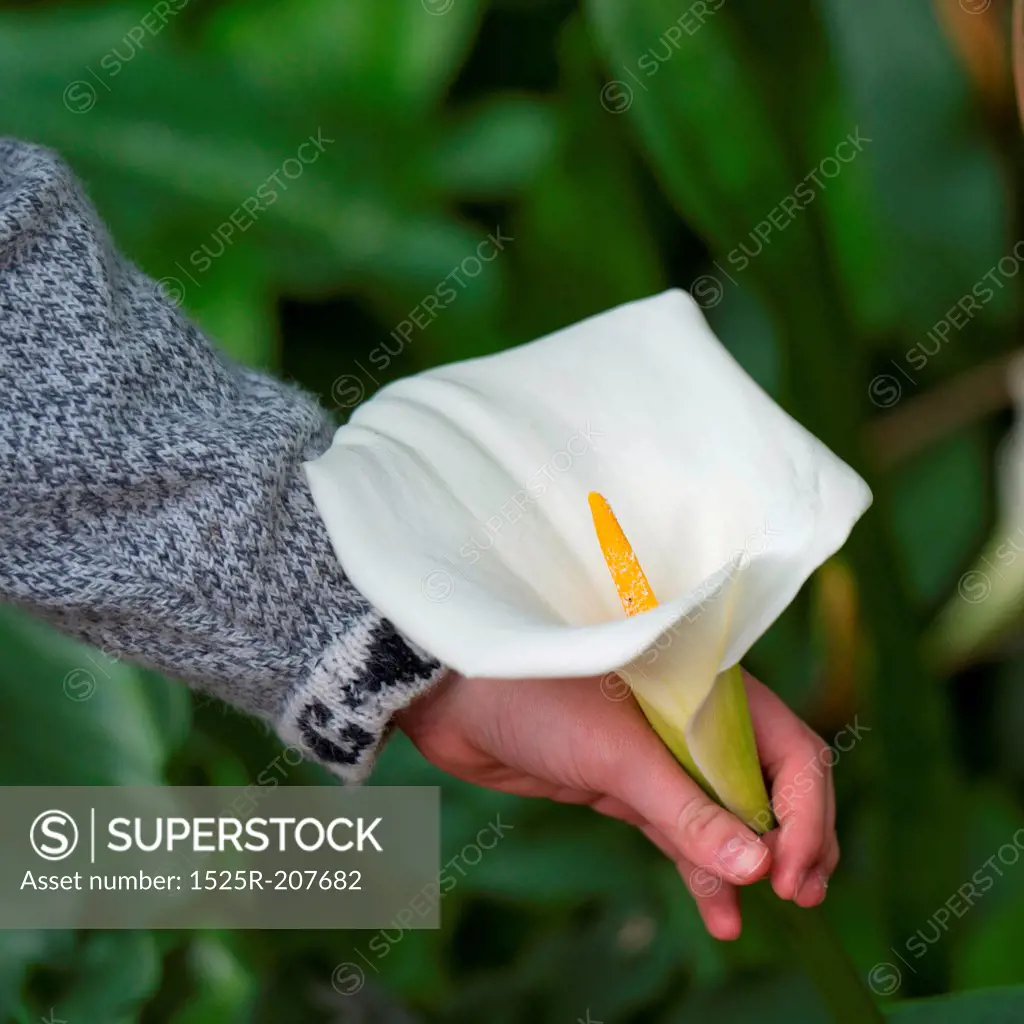 Person's hand picking up a Cala lily in a garden of Willka Tika Guesthouse, Willka Tika, Sacred Valley, Cusco Region, Peru