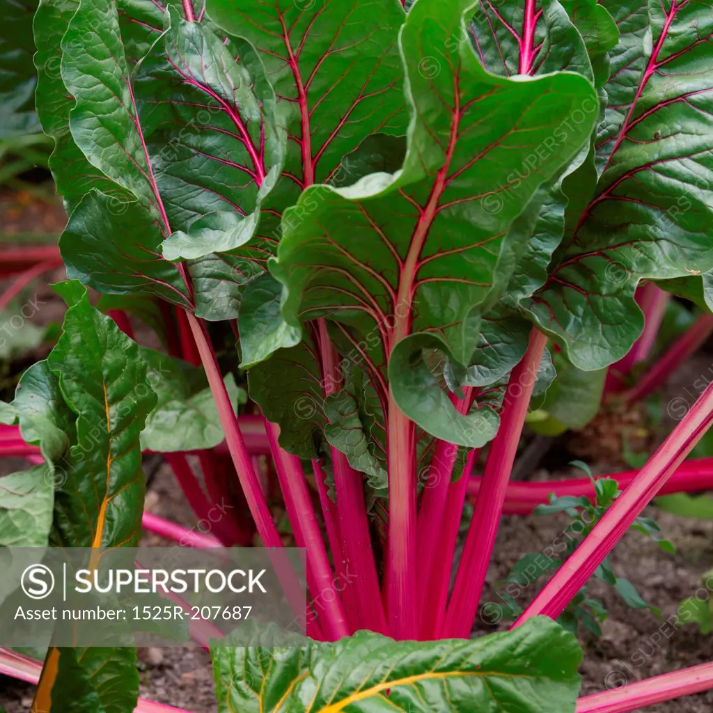 Close-up of a beetroot plant growing in the garden of Willka Tika Guesthouse, Willka Tika, Sacred Valley, Cusco Region, Peru