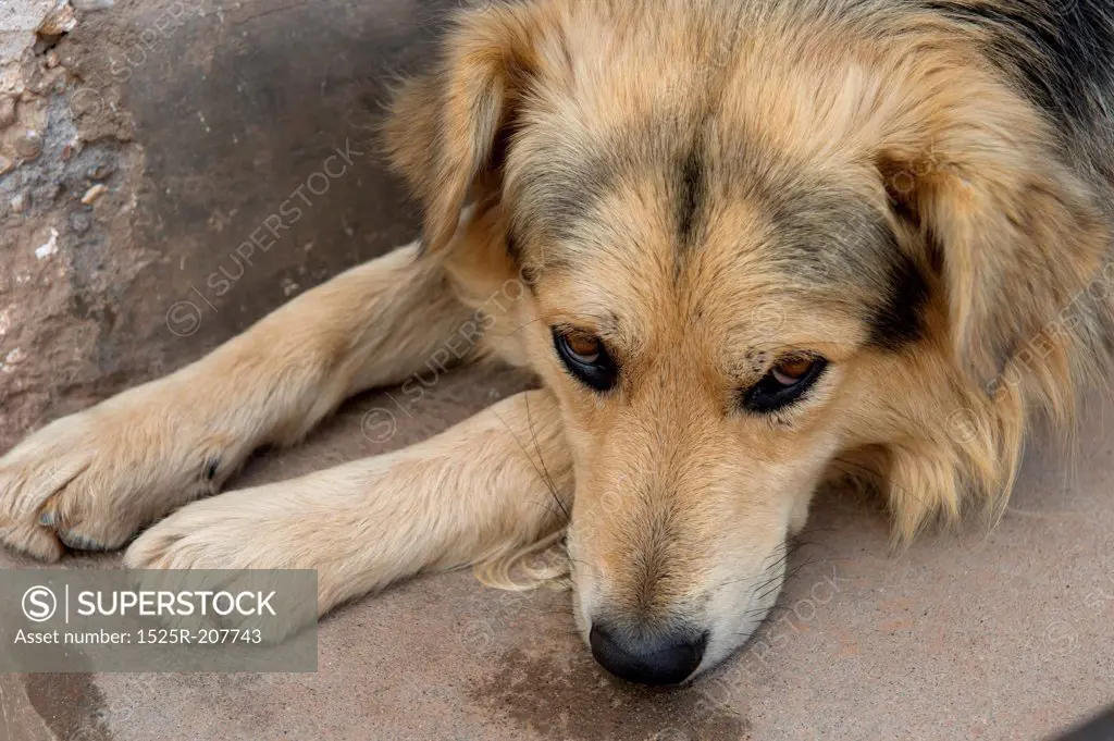Close-up of a dog, Sacred Valley, Cusco Region, Peru