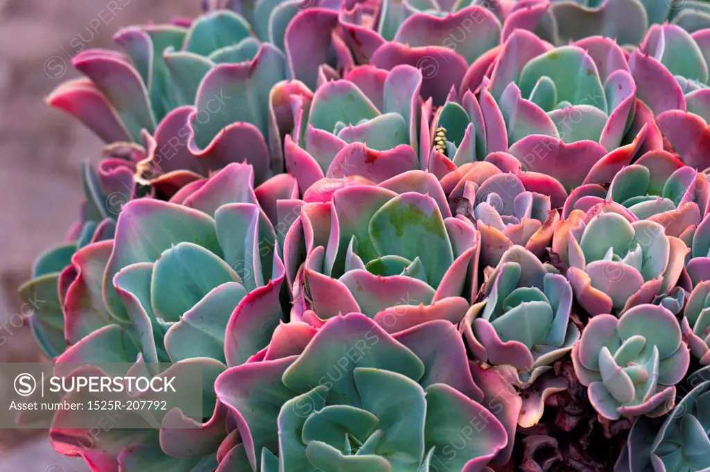Close-up of a plant in a garden, Willka Tika, Sacred Valley, Cusco Region, Peru