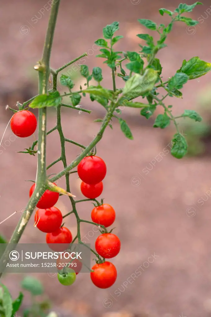 Plant of cherry tomatoes in a garden, Willka Tika, Sacred Valley, Cusco Region, Peru