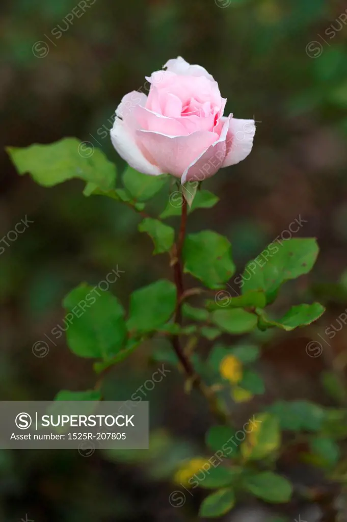 Close-up of a pink rose in a garden, Willka Tika, Sacred Valley, Cusco Region, Peru