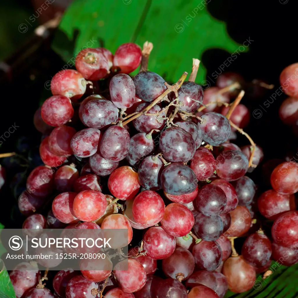 Close-up of red grapes, Chiang Mai, Thailand