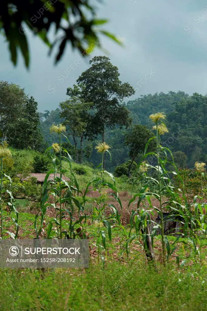 Corn field, Chiang Dao, Chiang Mai Province, Thailand