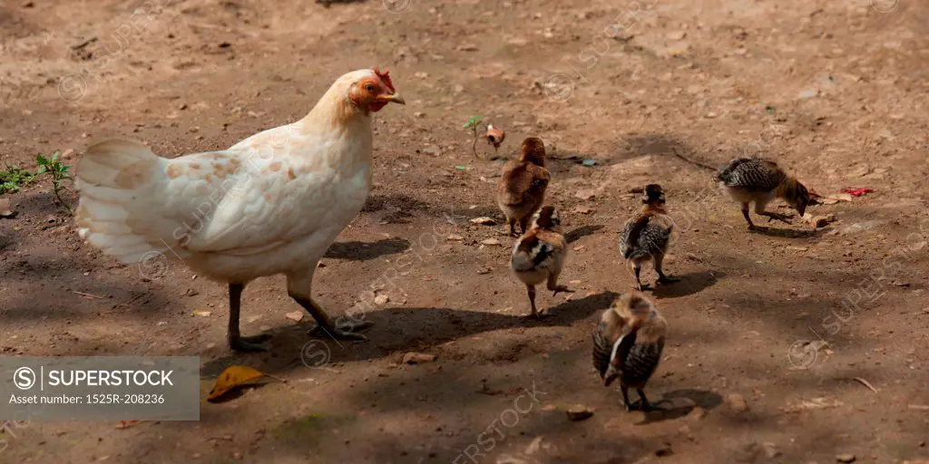 Hen with chickens in a farm, Chiang Dao, Chiang Mai Province, Thailand