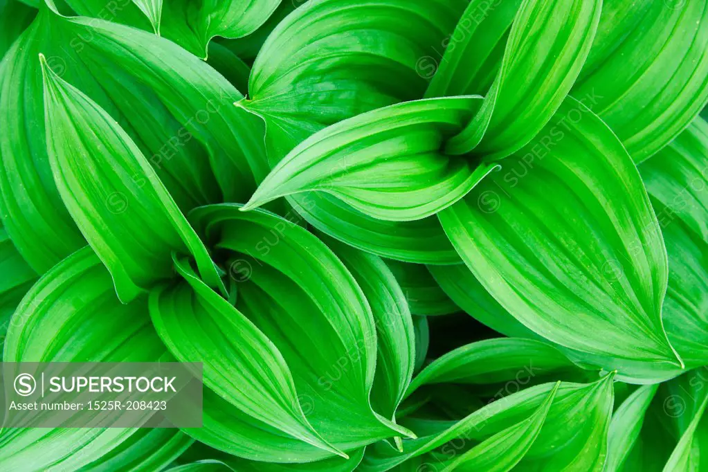 Beautiful green plant close up