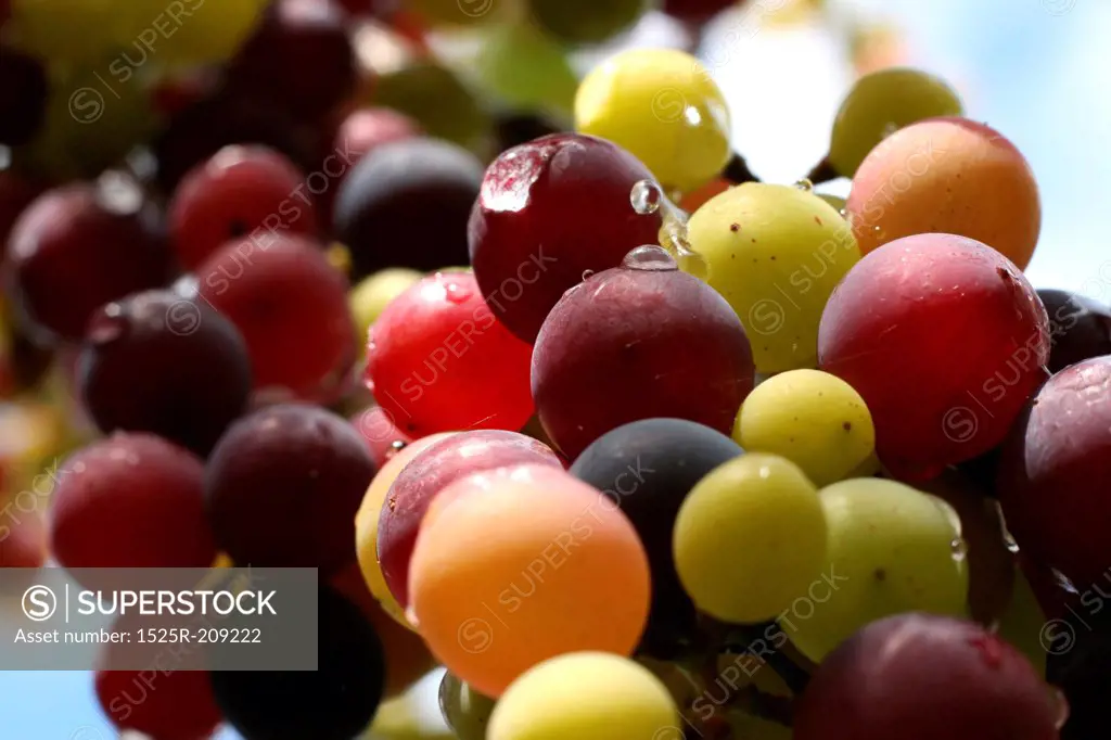 the grape colourful close-up image