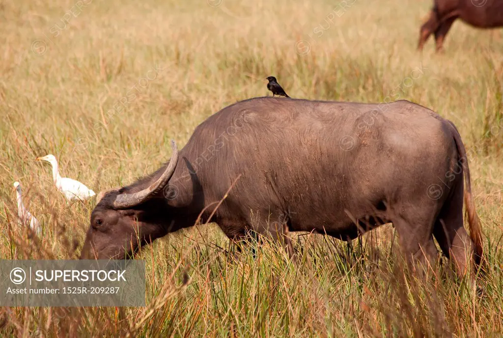buffalo in the savanne photo