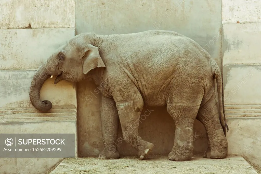 elephant calf over door background photo