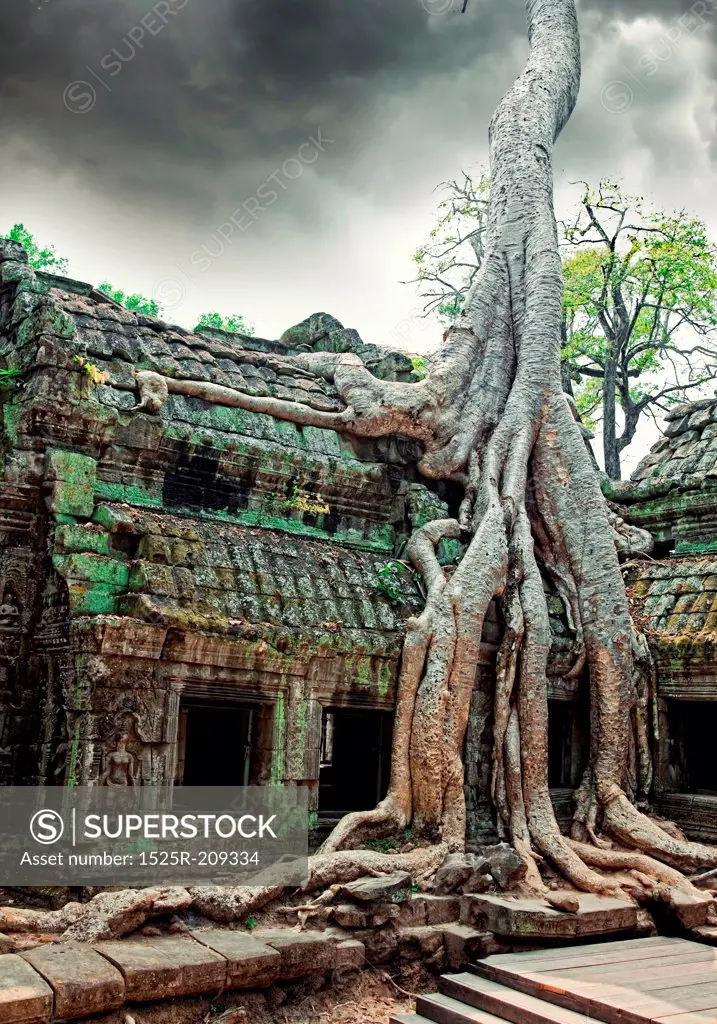 Jungle tree covering the stones of the  temple of Ta Prohm in Angkor Wat (Siem Reap, Cambodia)