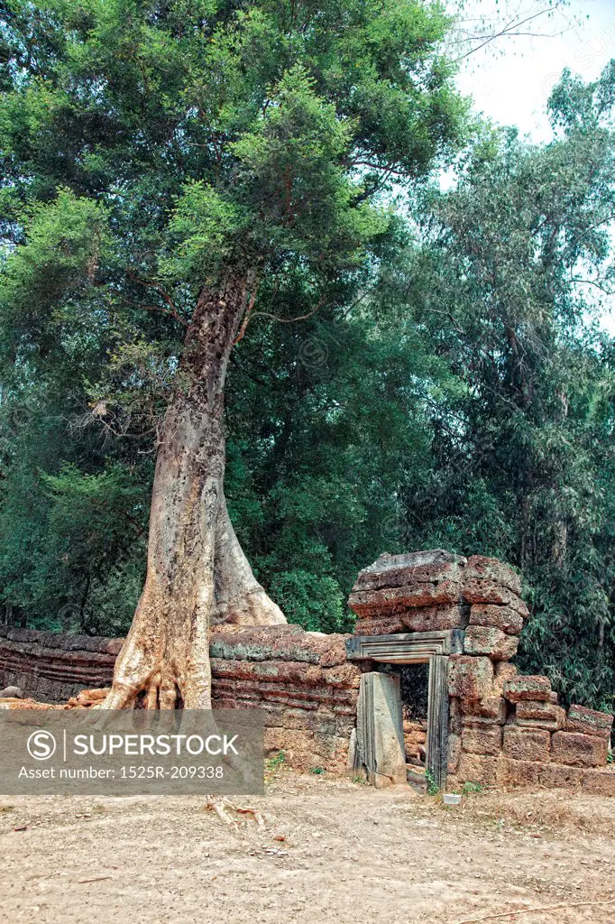 Jungle tree covering the stones of the temple of Ta Prohm in Angkor Wat (Siem Reap, Cambodia)