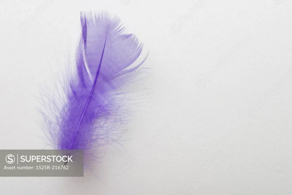 Purple feather on a black background