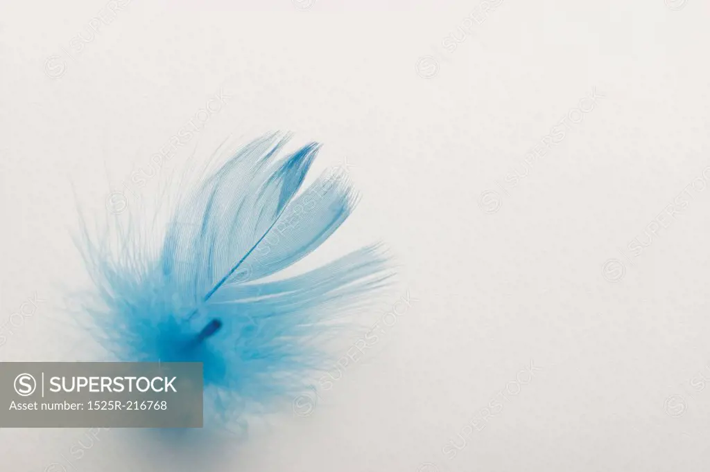 Blue feather on a white background