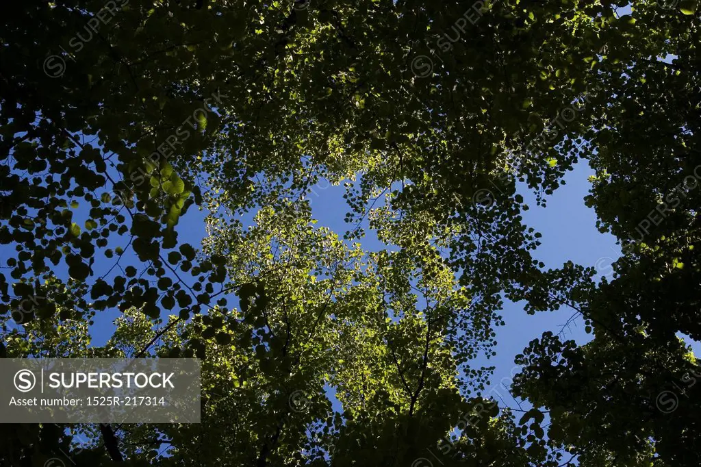 Tree canopy