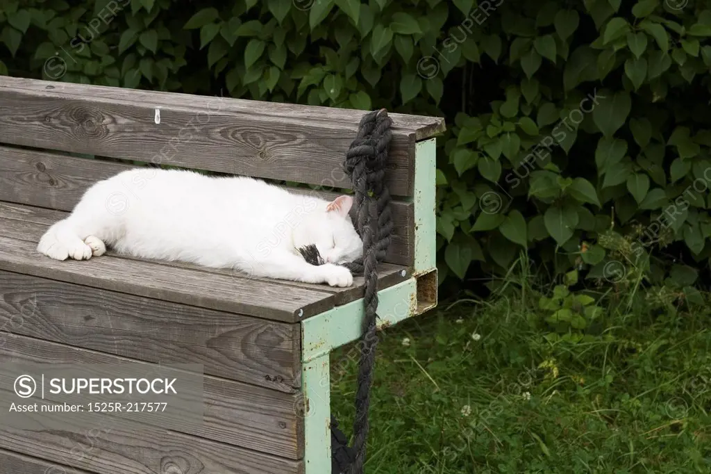 A cat sleeping on a bench