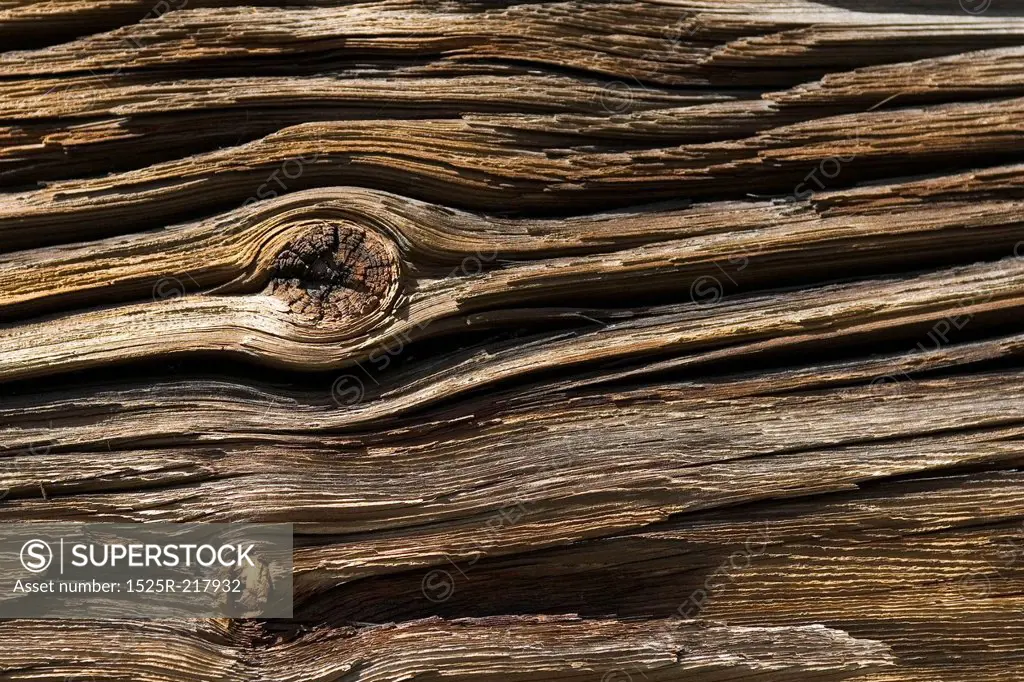 Decaying wood