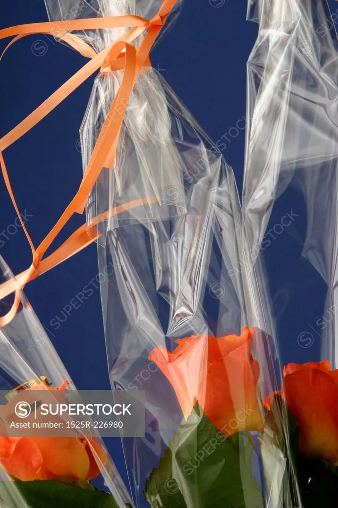 Orange roses wrapped up