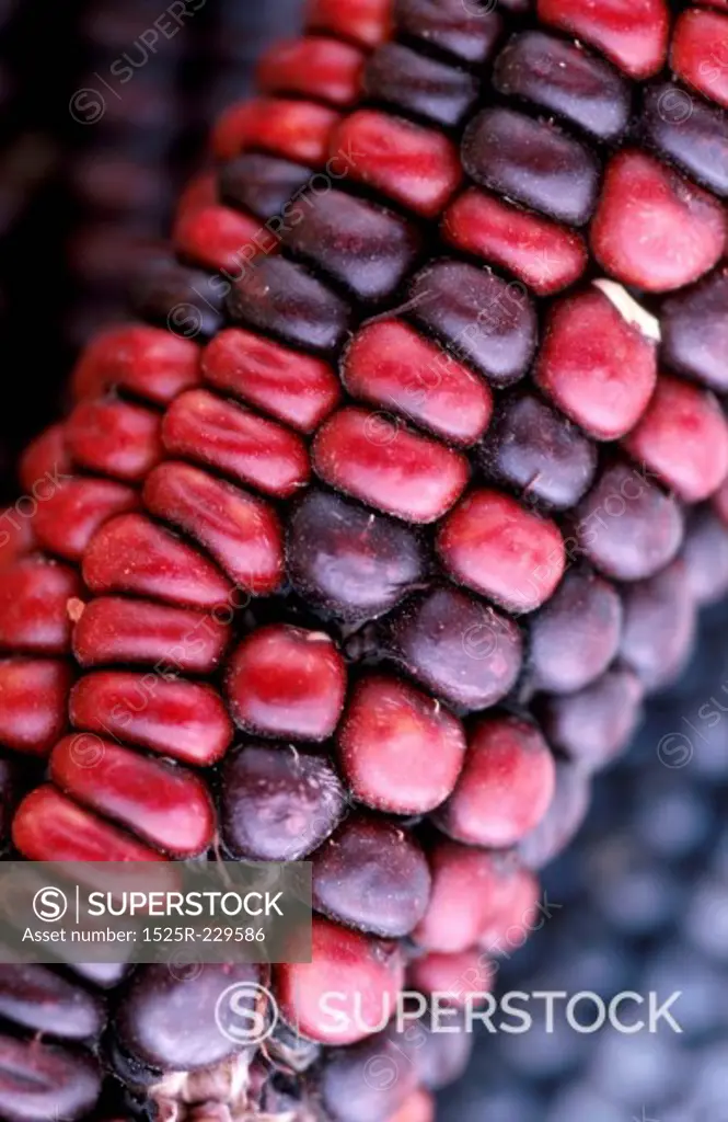 Closeup of Dried Corn
