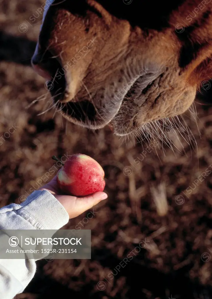 Feeding An Apple to a Horse