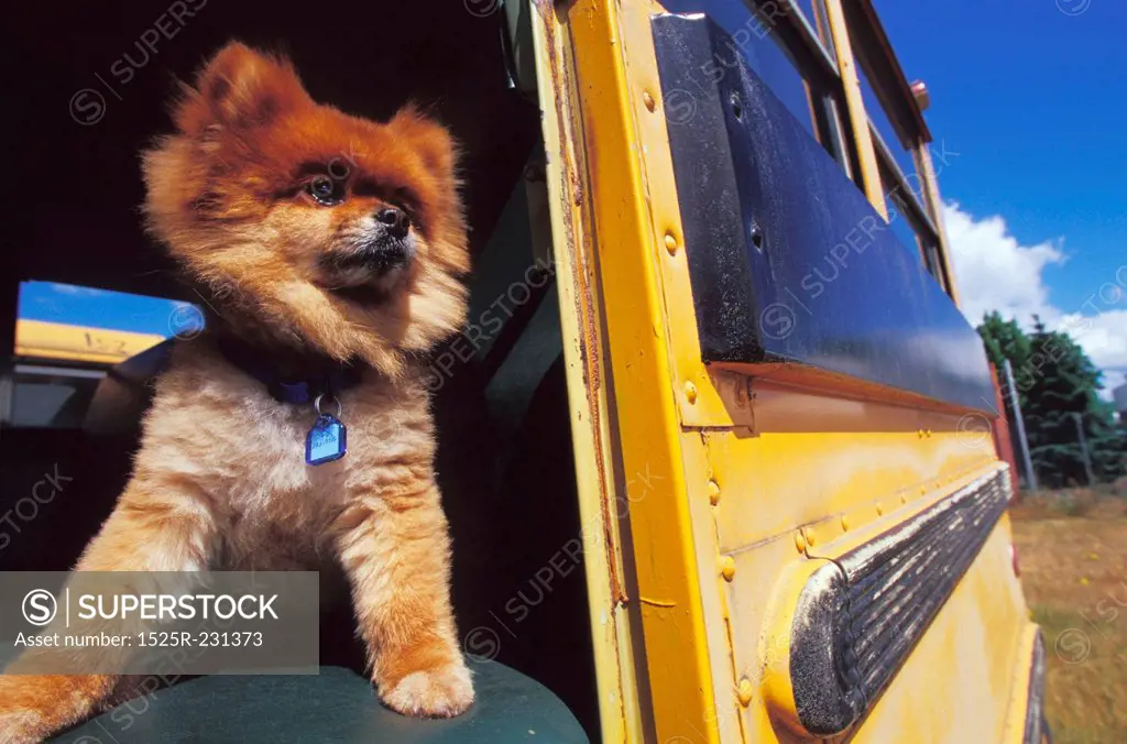 Little Dog Standing in Schoolbus