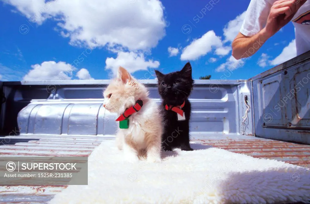 Baby Kittens Standing in Truck Bed