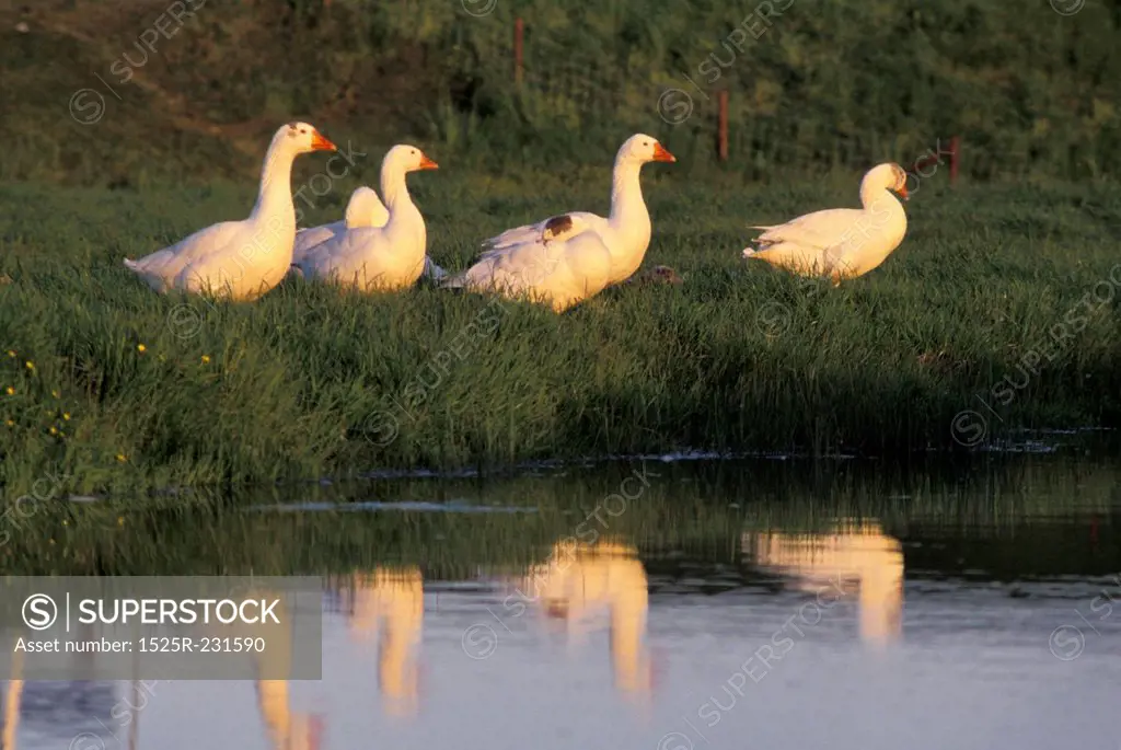 Small Flock of Geese Standing by Pond