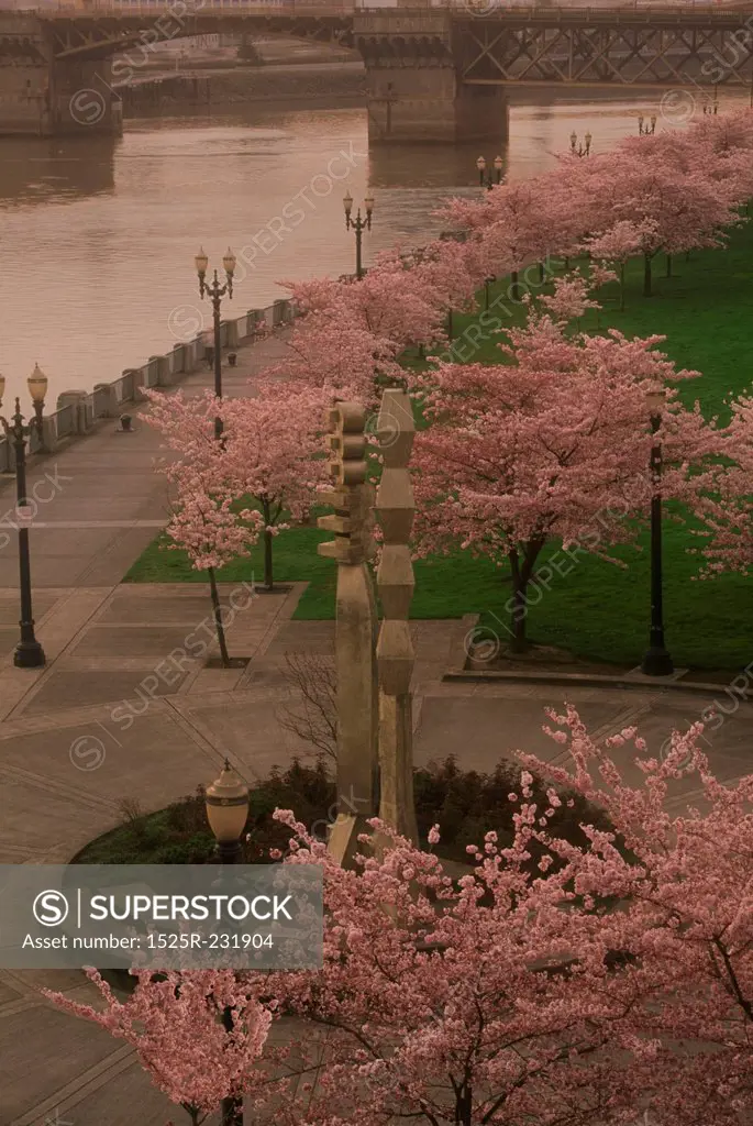 Cherry Trees Blooming on the Portland Oregon Waterfront