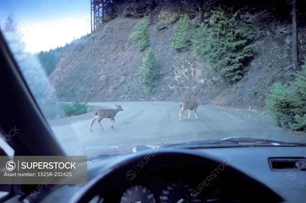 Deer Crossing Road in Front of Car