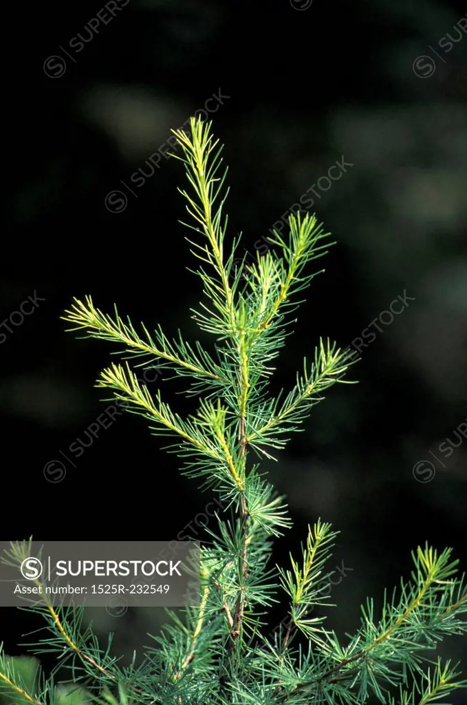 Top of a Small Pine Tree