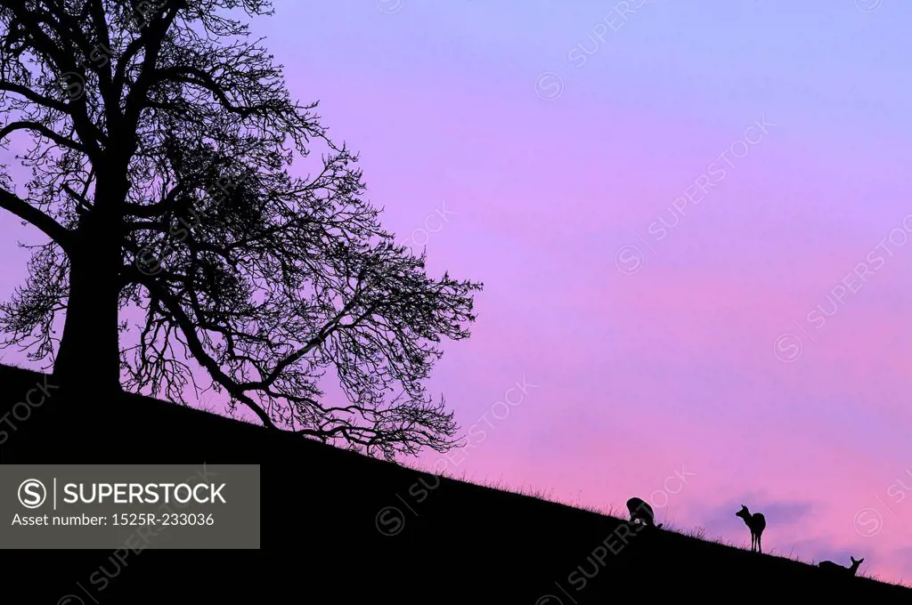 Deer Grazing on a Hill at Sunset