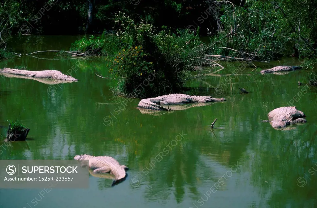 Crocodiles Swimming in Water