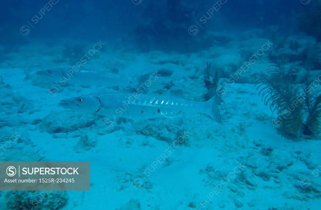 Ocean Floor and barracuda