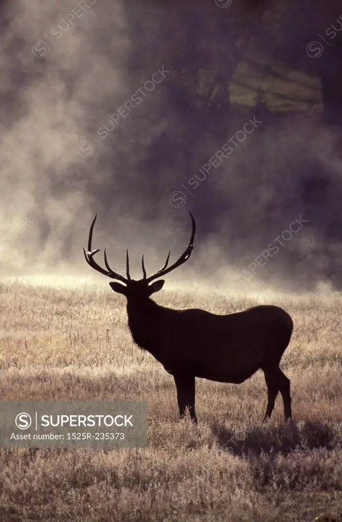deer on misty field