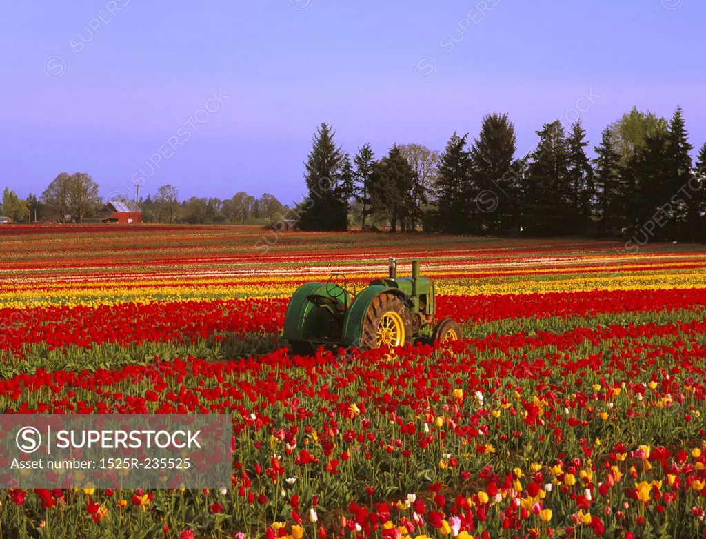 Tulip Field in Woodburn Oregon