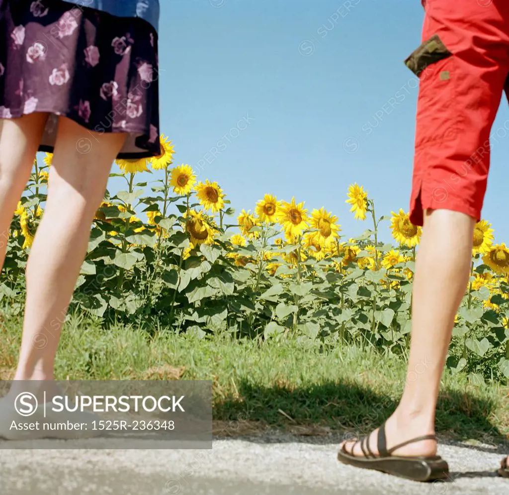 The Legs Of Two Women Standing At A Sunflower Field
