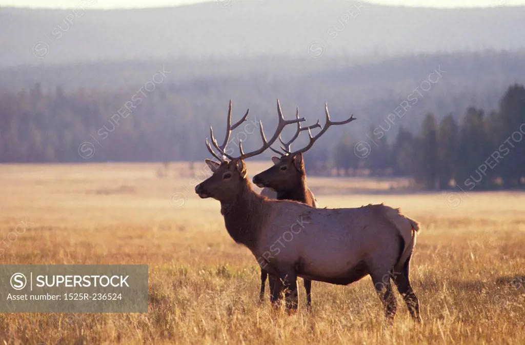 Two Elk in Yellowstone