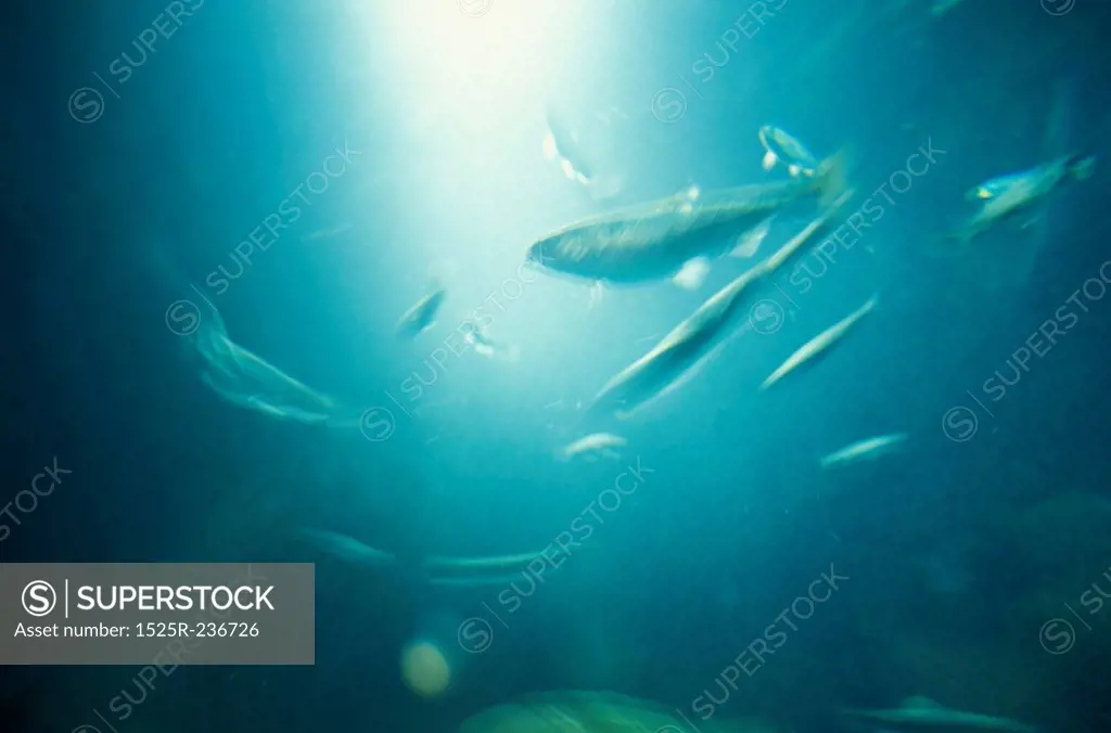 Sunlight Filtered Through Water With Fish Swimming