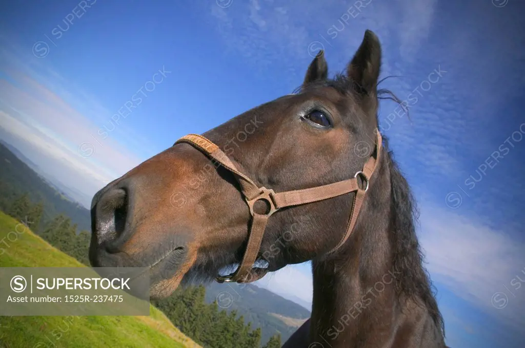 Horse Standing In A Field And Looking At You
