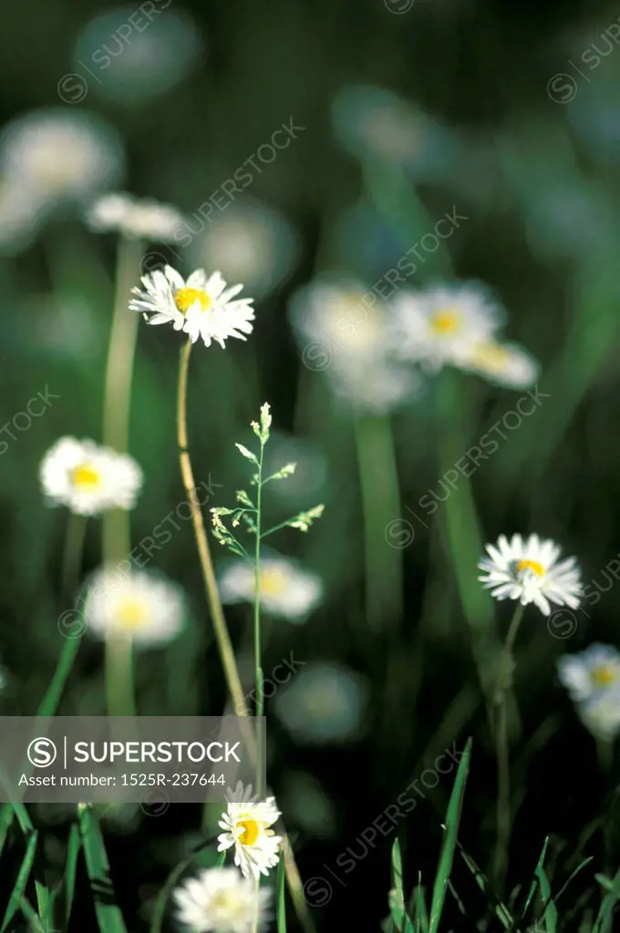 Small Daisies Growing In A Meadow
