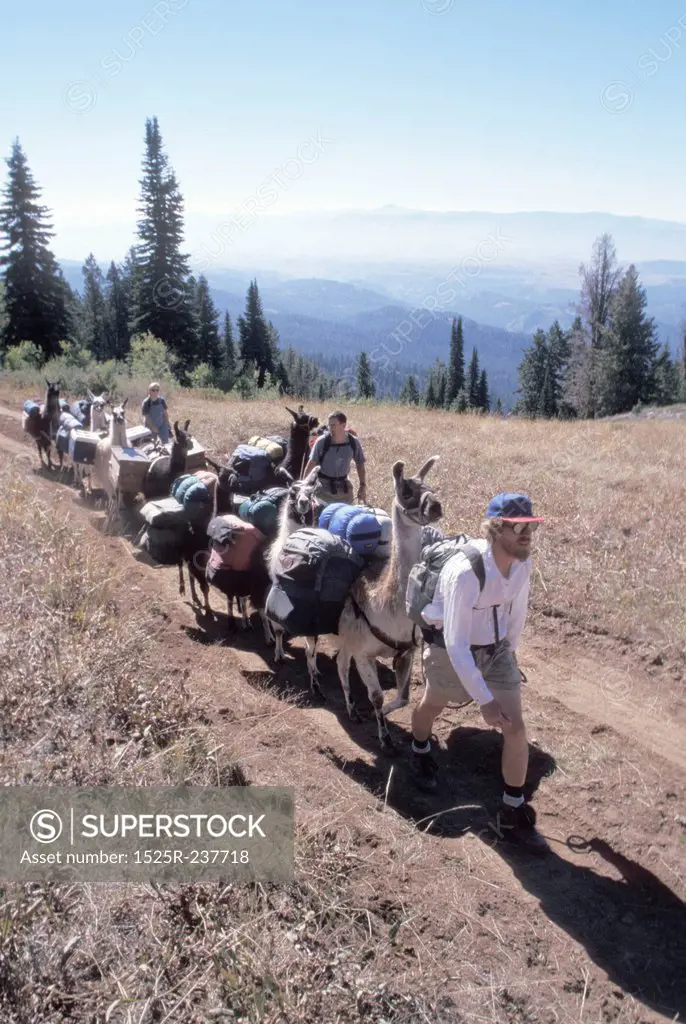 Walking Pack Llamas Along A Mountain Ridge