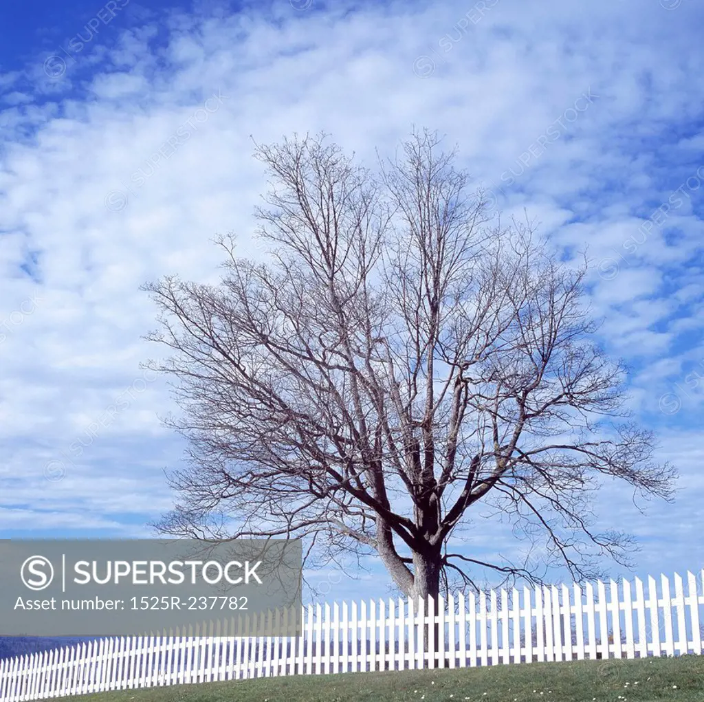 Bare Tree Behind A White Picket Fence