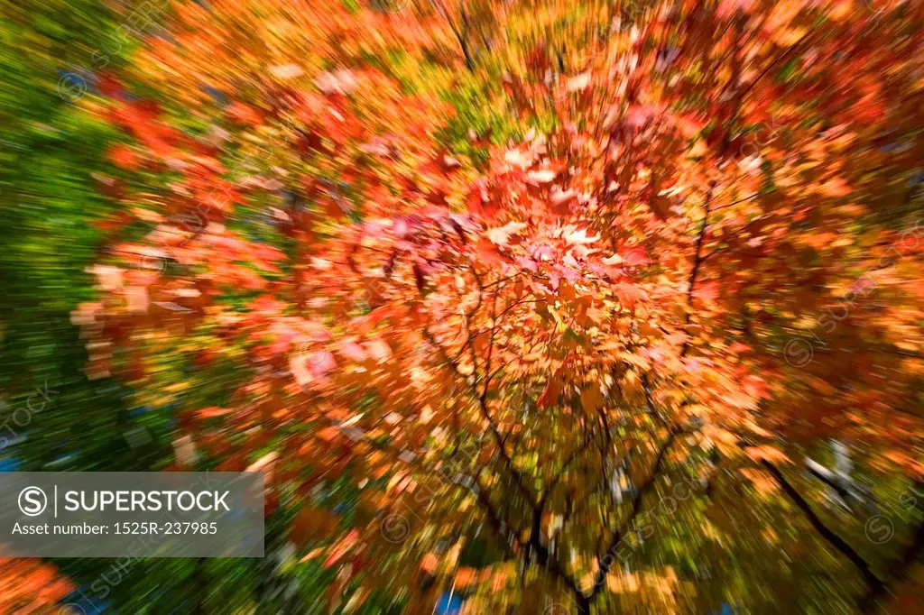 Impressions Of Autumn Colors