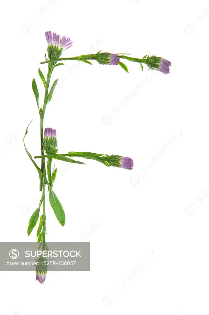 An F Made Of Purple Flowers