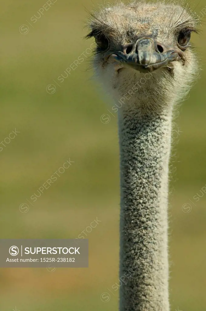 Ostrich Looking At You