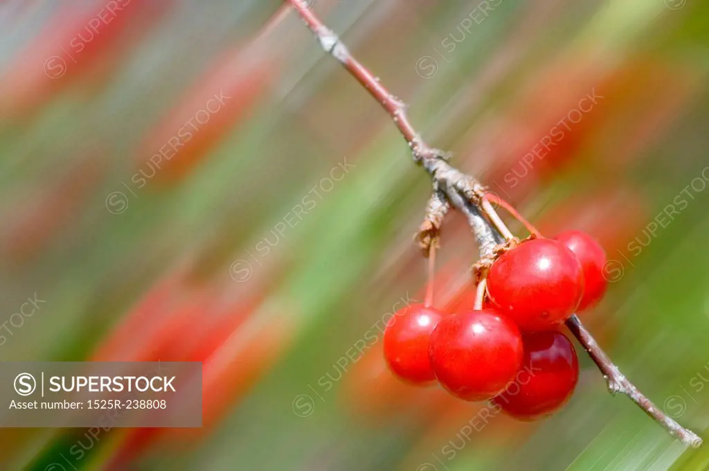 Cherries on Branch With Blurred Background