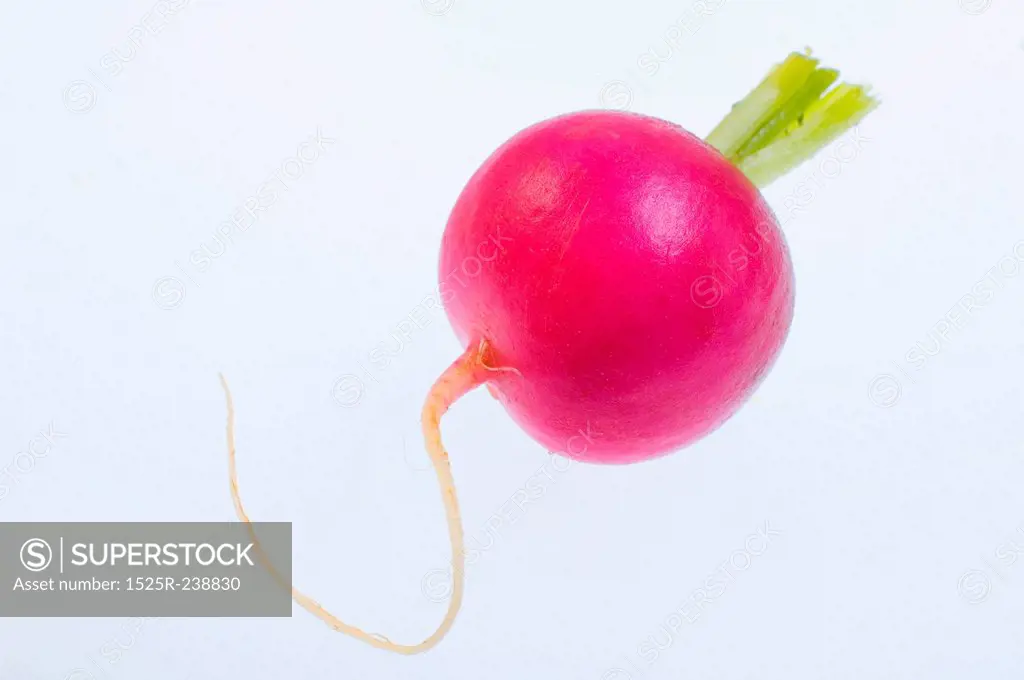 A Red Radish