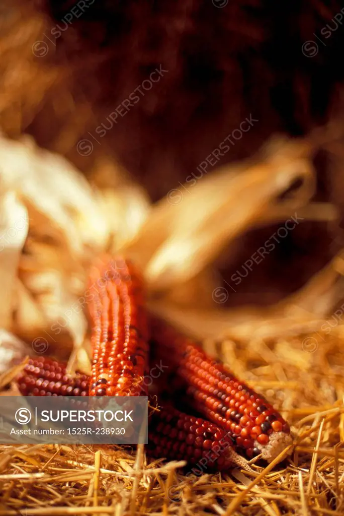 Ears of Native Red Corn on Straw