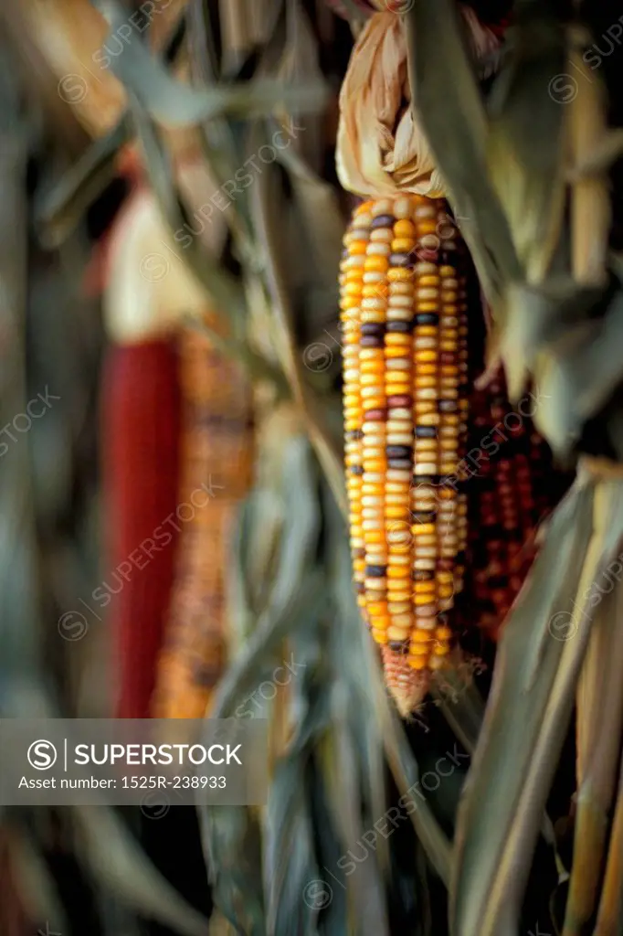 Ears of Native Corn Hanging From Stalks