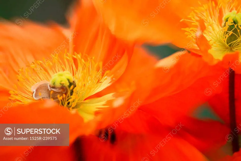 Iceland Poppies Up Close